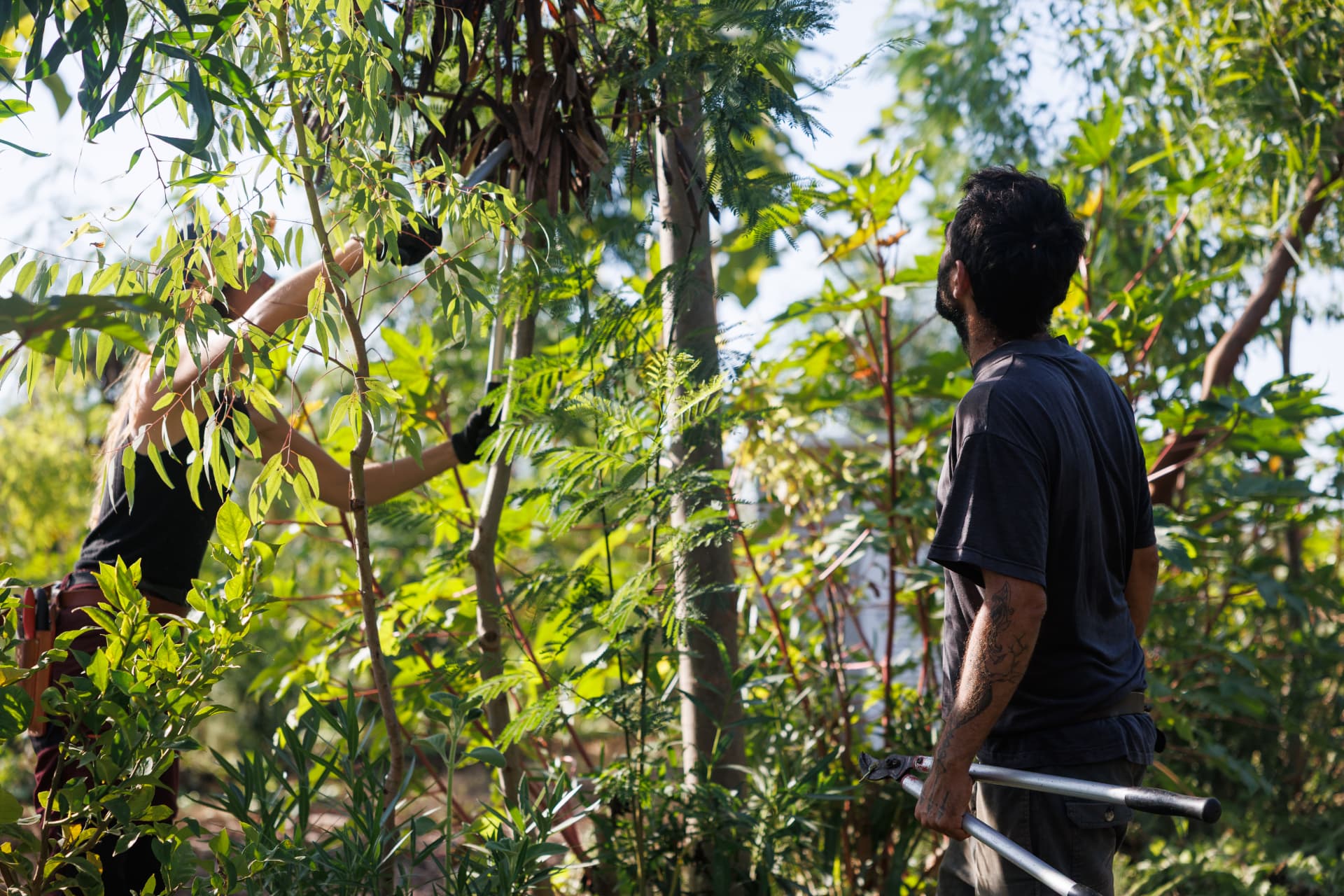 Marta y Andreu podando entre los árboles del sistema agroforestal